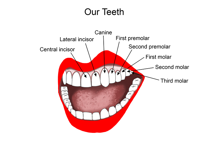 Summary showing all 32 teeth in the human mouth